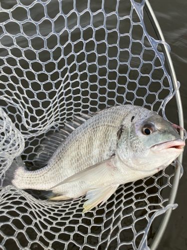 キビレの釣果