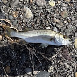 セイゴ（タイリクスズキ）