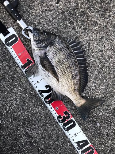 クロダイの釣果