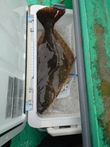 ヒラメの釣果