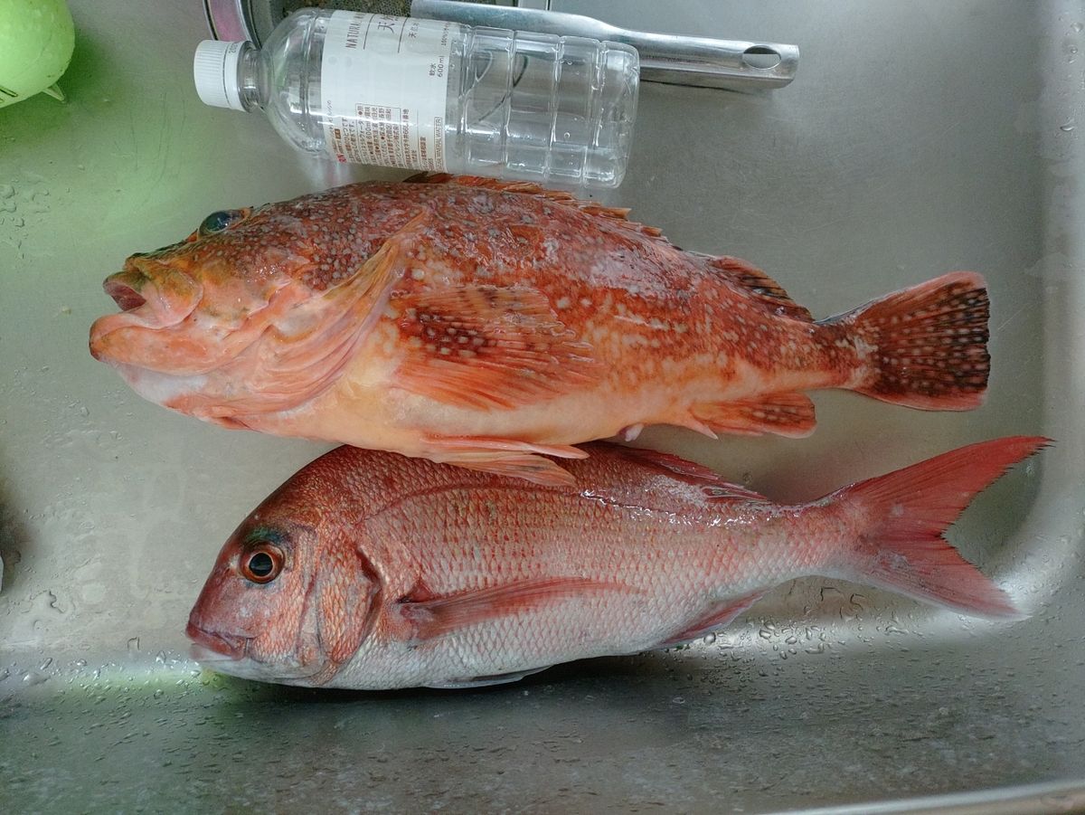 Devilrayさんの釣果 2枚目の画像