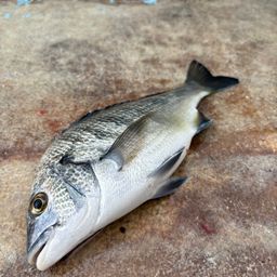クロダイ