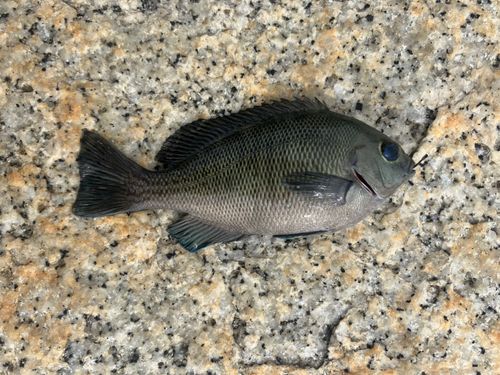 メジナの釣果