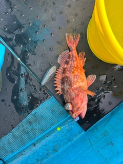 ウッカリカサゴの釣果