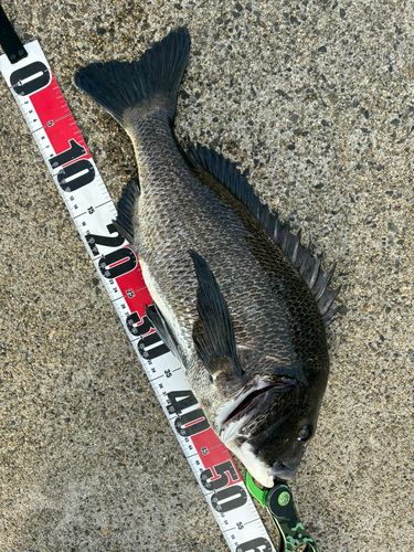 クロダイの釣果