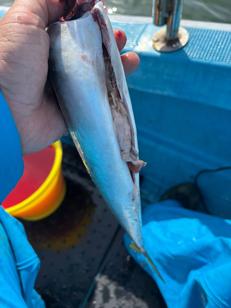 detakaさんの釣果 2枚目の画像