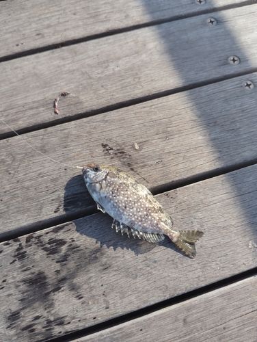アイゴの釣果