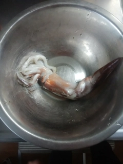 スルメイカの釣果