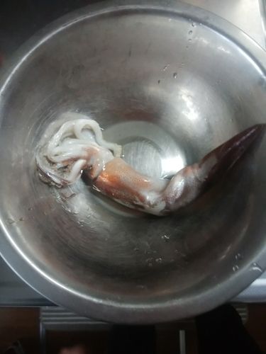 スルメイカの釣果