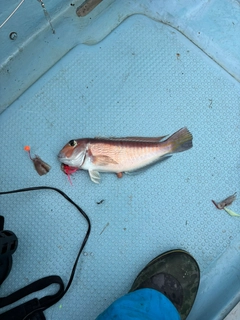 アカアマダイの釣果
