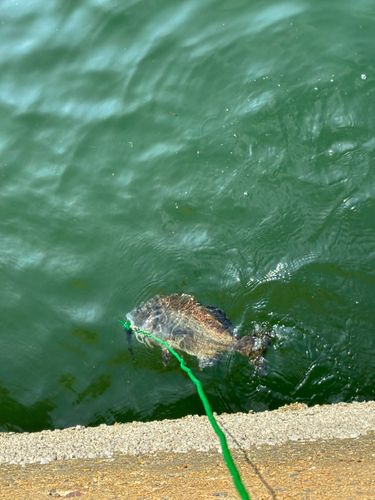 クロダイの釣果
