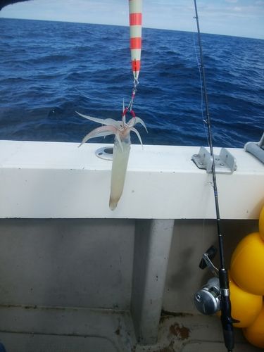 スルメイカの釣果