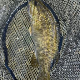 スモールマウスバス