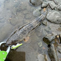 マゴチ