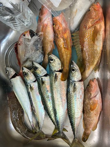 釣果