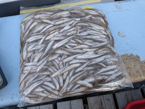 ワカサギの釣果
