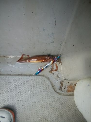 スルメイカの釣果