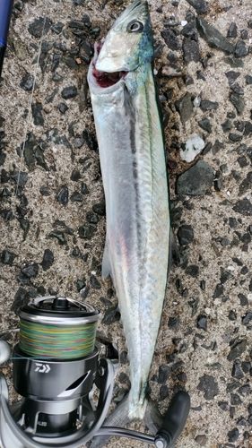 サゴシの釣果