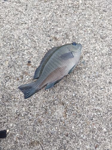 グレの釣果