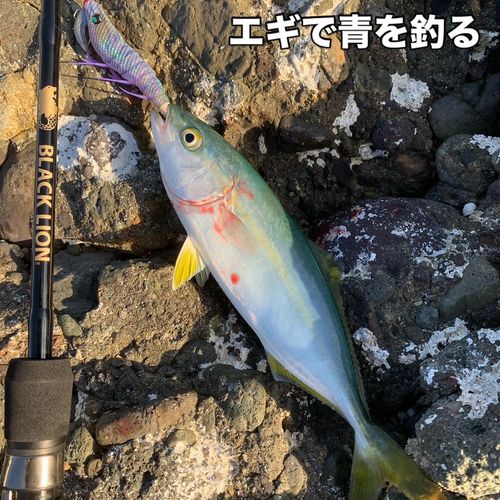 フクラギの釣果
