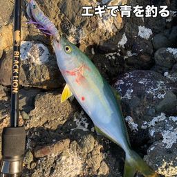 フクラギ