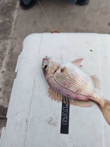チャリコの釣果