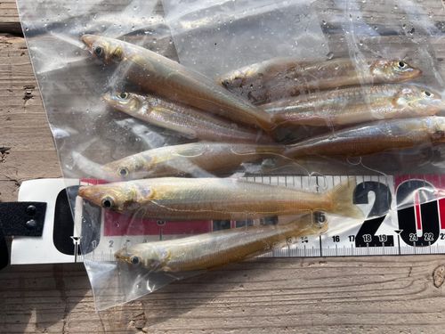 シロギスの釣果