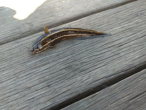 ゴンズイの釣果