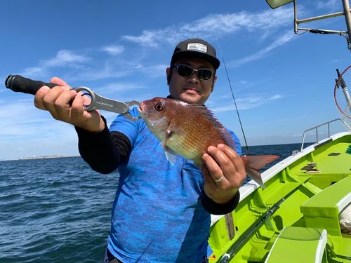 マダイの釣果