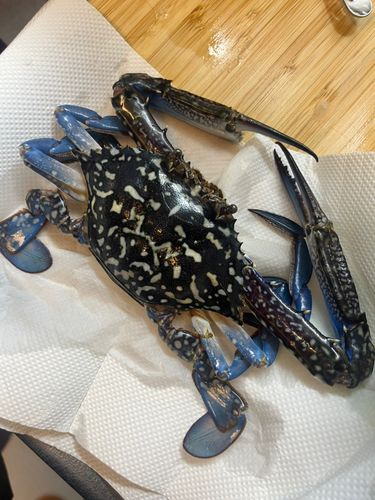 ガザミの釣果