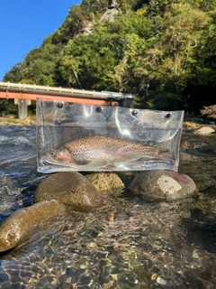 ニジマスの釣果
