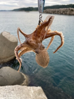 イイダコの釣果