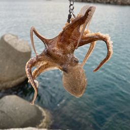 イイダコ