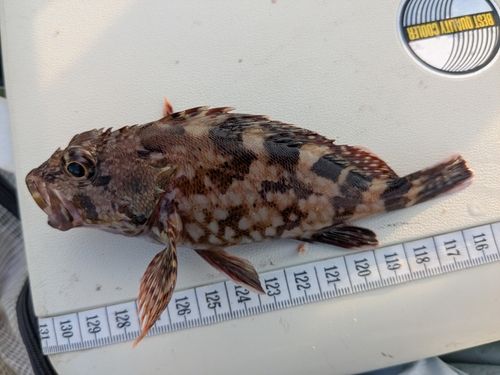 カサゴの釣果