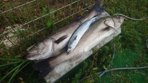 サゴシの釣果