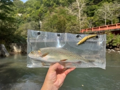 ニジマスの釣果