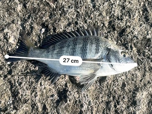 クロダイの釣果