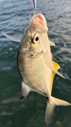 メッキの釣果
