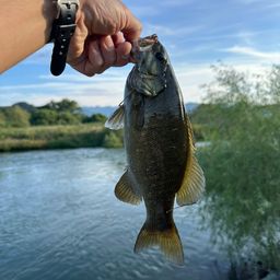 スモールマウスバス