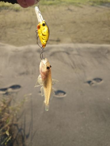 ハゼの釣果