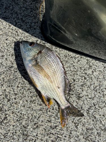 キビレの釣果