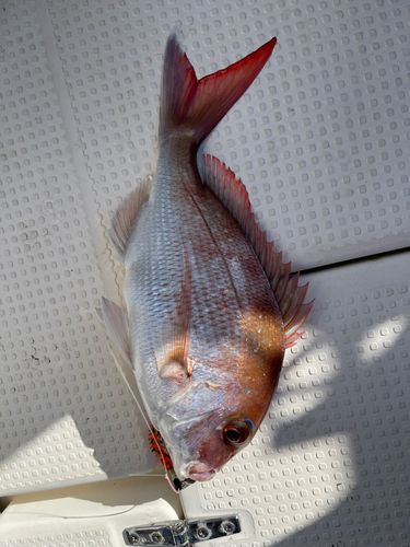 駿河湾