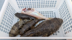 ヒガンフグの釣果