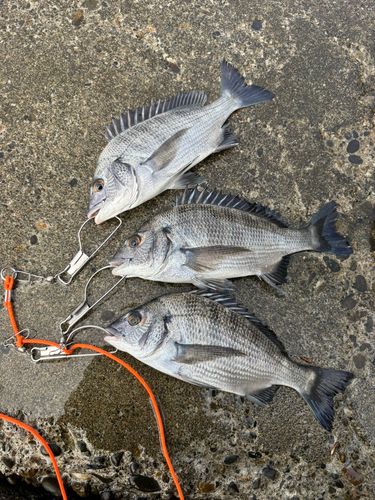 表浜名湖