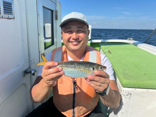 マアジの釣果