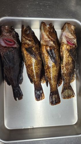 カサゴの釣果