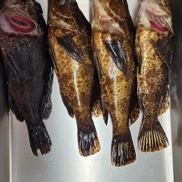 カサゴ