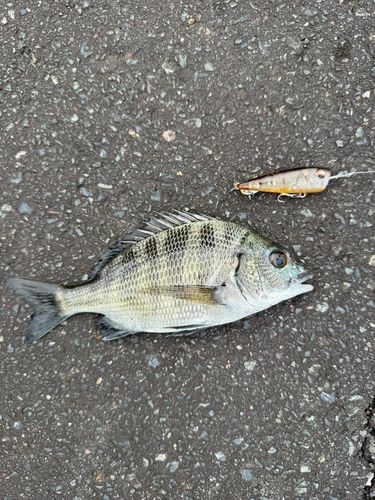 宮津湾