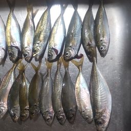 アジ