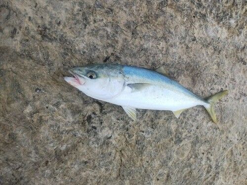 コゾクラの釣果